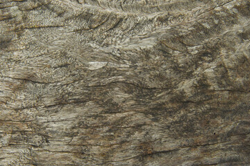 old stump wood texture 