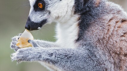 Ring tailed lemur eating a piece of fruit