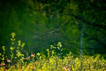 green grass and yellow flowers