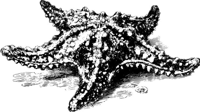 A vintage starfish engraving in black outline. Hand-drawn vector illustration showcasing marine life and oceanic elements in detail.