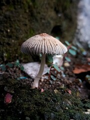 mushroom in the forest