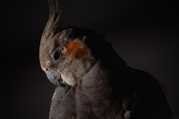 Portrait of cute and funny pet bird cockatiel preening and playing