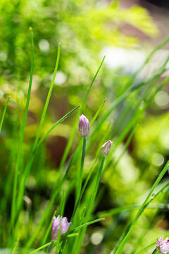 Close up detail of chives growing in pot veggie garden
