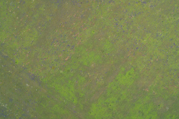 High-angle abstract close-up of a detailed natural organic surface texture in muted green and earthy tones. Conceptual background for nature, environment, sustainability, and ecological design.