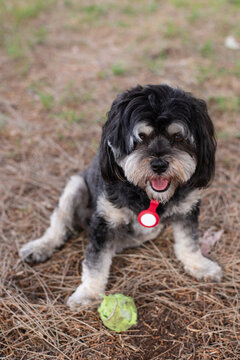 Malshi dog with a tennis ball at its feet
