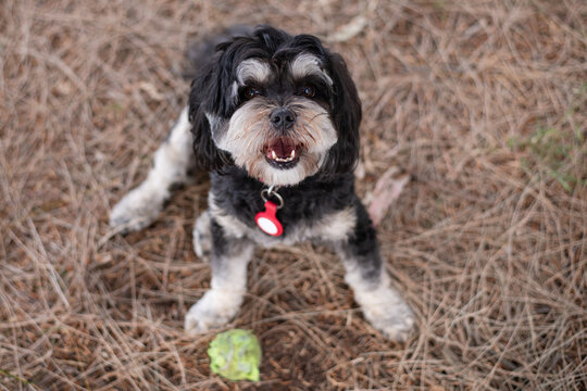 Malshi dog with a tennis ball at its feet