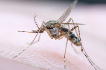 Macro of mosquito (Aedes aegypti) sucking blood