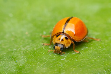 Macro of bug insect (Ladybug) on leaf in nature