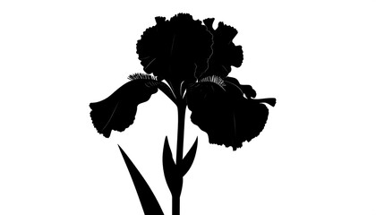 Elegant Iris Silhouette - A Striking Black and White Floral Design.