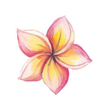 Watercolor tropical illustration with a flower frangipani. Hand-painted exotic elements isolated for design project