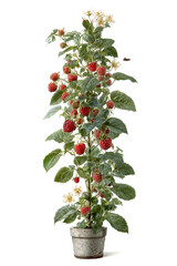 Raspberry plant