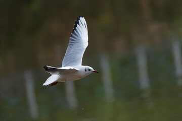 Black-headed Gull perched by the water, showing its white plumage, dark head, and red bill. A calm wildlife moment capturing this elegant shorebird in its natural wetland habitat.