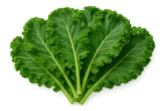 Group of fresh green kale leaves offering healthy food choices and superfood benefits, ideal for health-conscious living