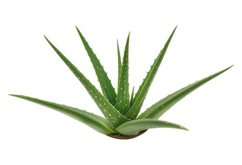 Fototapeta premium Aloe vera plant succulent with spiky leaves used for natural skincare remedies