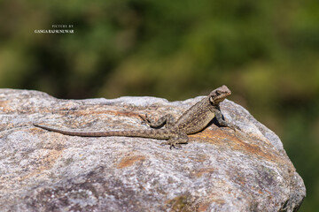 Himalayan Rock Lizard basking on a rocky slope, displaying its textured scales and agile posture. A sharp wildlife shot capturing this hardy reptile adapted to high-altitude habitats.