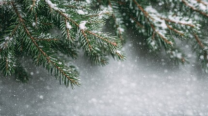 Fir tree branches on snow background with copy space for text, flat lay in new year and Christmas banner concept, high resolution with sharp focus and rich detail.