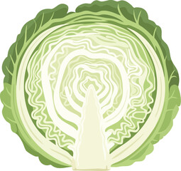 Obraz premium Detailed illustration of a cut head of cabbage with green leaves and white inner layers on a plain white background.