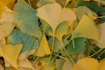 Bl&auml;tter des Gingko im Herbst