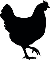 A striking black silhouette of a domestic chicken in a walking pose, isolated on