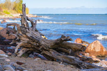 Beautiful weathered driftwood and boulders adorning a pristine sandy beach with rolling blue ocean waves. The coastal photograph captures the raw natural beauty of the shoreline and maritime landscape