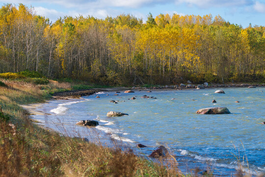 Scenic autumn coastal landscape with golden birch forest meeting calm blue sea waters dotted with rocks. A natural scene combining vibrant fall foliage, shoreline, and peaceful seaside beauty - Powered by Adobe