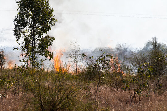 A bushfire with flames leaping  and heat shimmer with trees