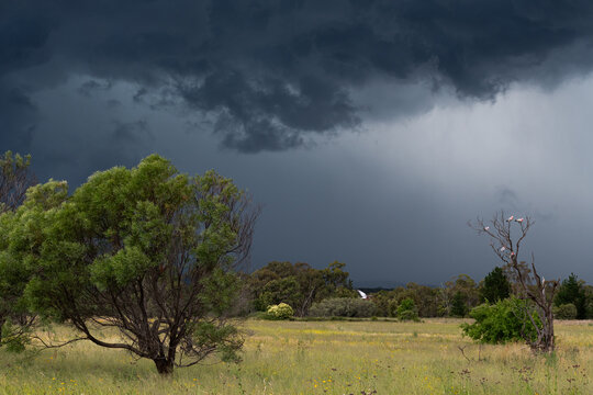 View of storm approaching across a grassy paddock with birds in tree