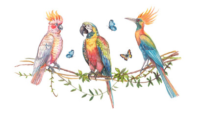 Watercolor illustration of three exotic birds — two parrots and a Paradisaeidae — perched on tropical branches with butterflies. Colorful, detailed, hand-painted wildlife composition for prints