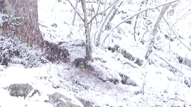 Picchio verde sotto la nevicata mentre caccia formiche rufe &ndash; Green woodpecker in snowfall hunting red wood ants &ndash; Picus viridis
