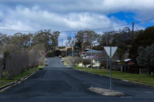 wintry trees alongside suburban street in country town