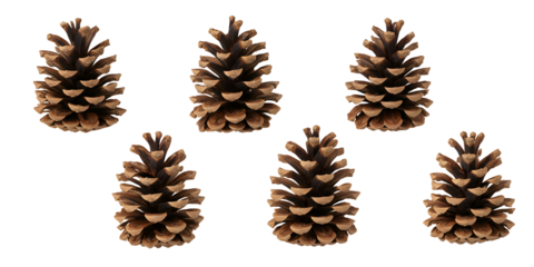Collection of Natural Pine Cones on Transparent Background