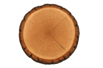 Tree trunk featuring concentric rings and bark, illustrating growth, age, and natural wood texture on transparent background