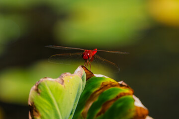 red dragonfly on a green leaf