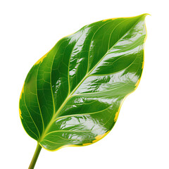 Waxy Green Leaf with Yellow Edges and Distinct Veins