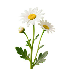 White Daisy Flowers with Green Stems and Leaves