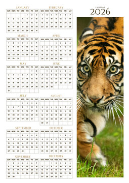 2026 yearly wall calendar with tiger wildlife photo, clean minimal monthly grid layout, printable planner and nature-themed design.