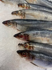 fresh fish on ice