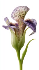 Closeup Purple Iris Flower On White Background