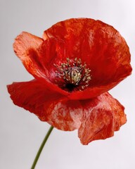 Vibrant Red Poppy On White Background