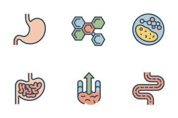 Simplified digestion icons, stomach intestine, bacteria cluster, healthy gut flora, absorption diagram, anatomy study vector.