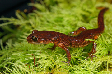 Night close-up on a male Ensatina eschscholtzi salamander on green moss in South Oregon