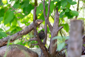 Junger Rotschwänzechen