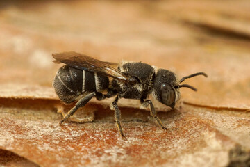 Closeup of a female small resin bee, Heriades crenulatus on a stone