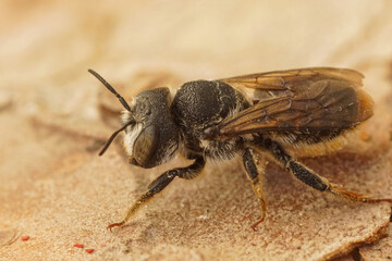 Dorsal closeup on a Mediterranean golden-tailed woodborer bee, Lithurgus chrysurus