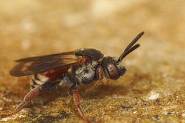 Closeup of the colorful White-spotted Red Cuckoo Bee, Pasites maculatus in Gard, France