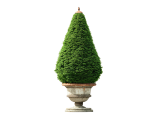 Conical shrub in an ornate stone pot