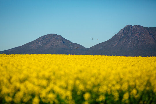 canola paddock and stirling ranges