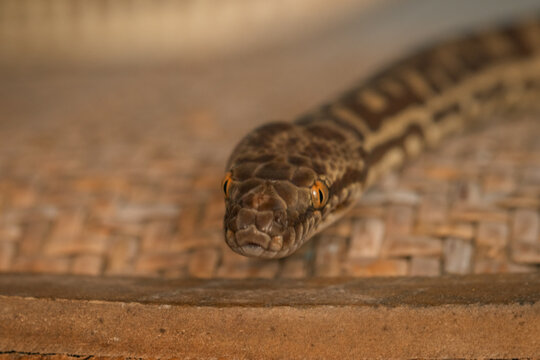 Pet Stimson Python snake face close up