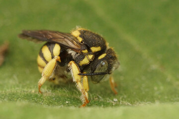 Closeup on a small white-faced yellow male rotund resin bee, Anthidiellum strigatum