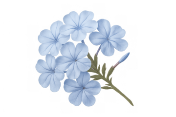 Blue plumbago flowers watercolor illustration with delicate petals and green leaves on transparent background